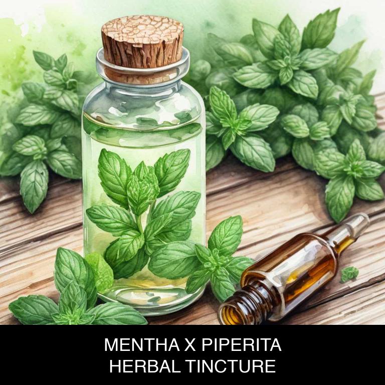 mentha x piperita herbal tinctures for indigestion