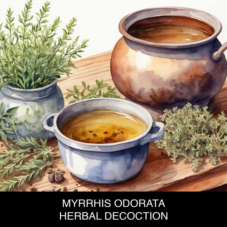 myrrhis odorata herbal decoctions for dry-mouth