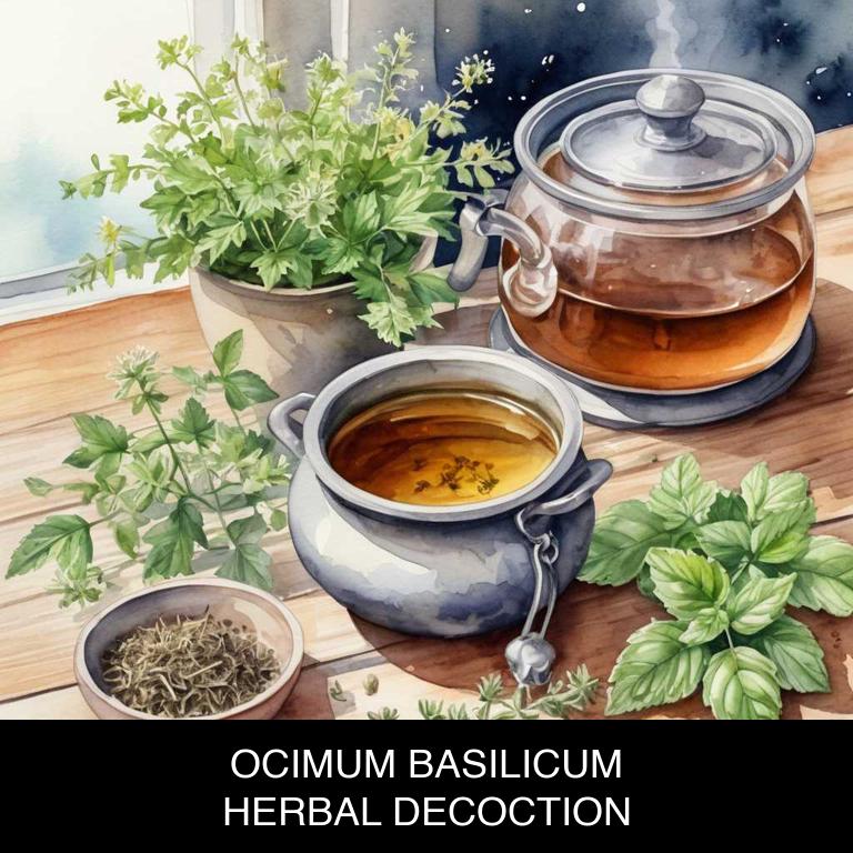 ocimum basilicum herbal decoctions for gum-infection