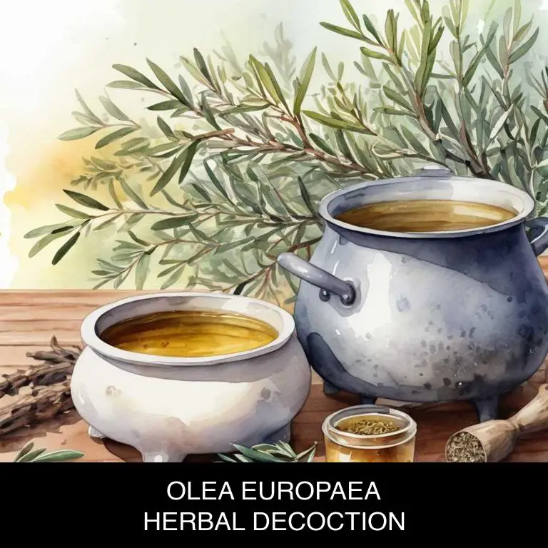 olea europaea herbal decoctions for congestive-heart-failure