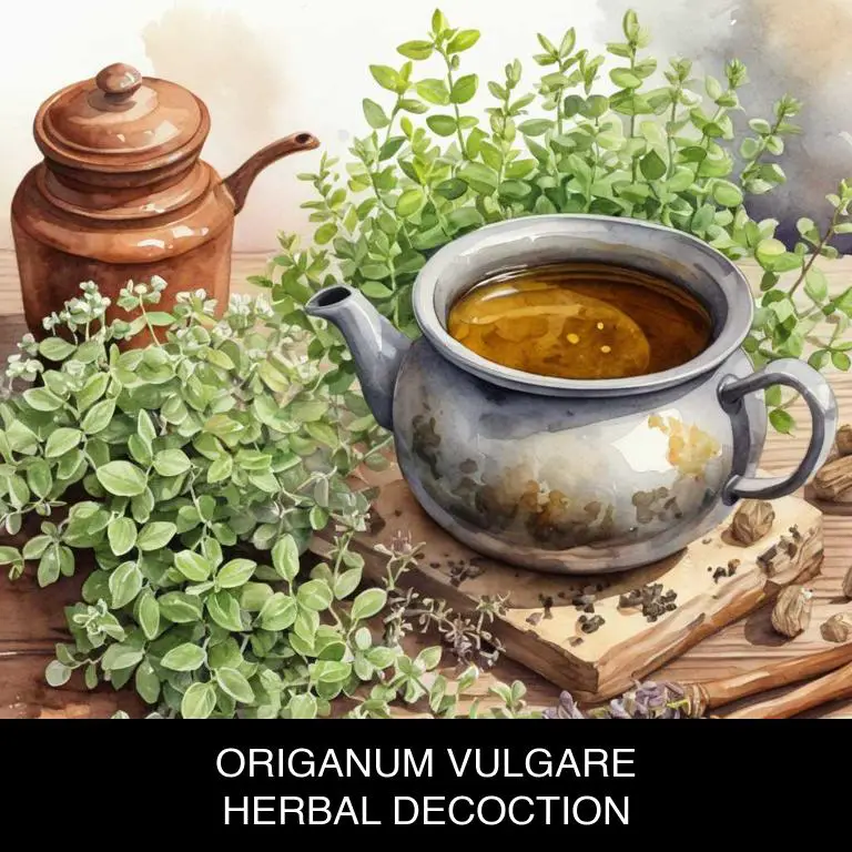 origanum vulgare herbal decoctions for bad-breath