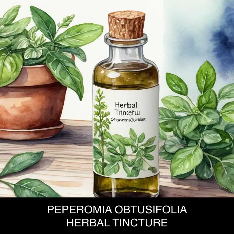 peperomia obtusifolia herbal tinctures for stomach-pain