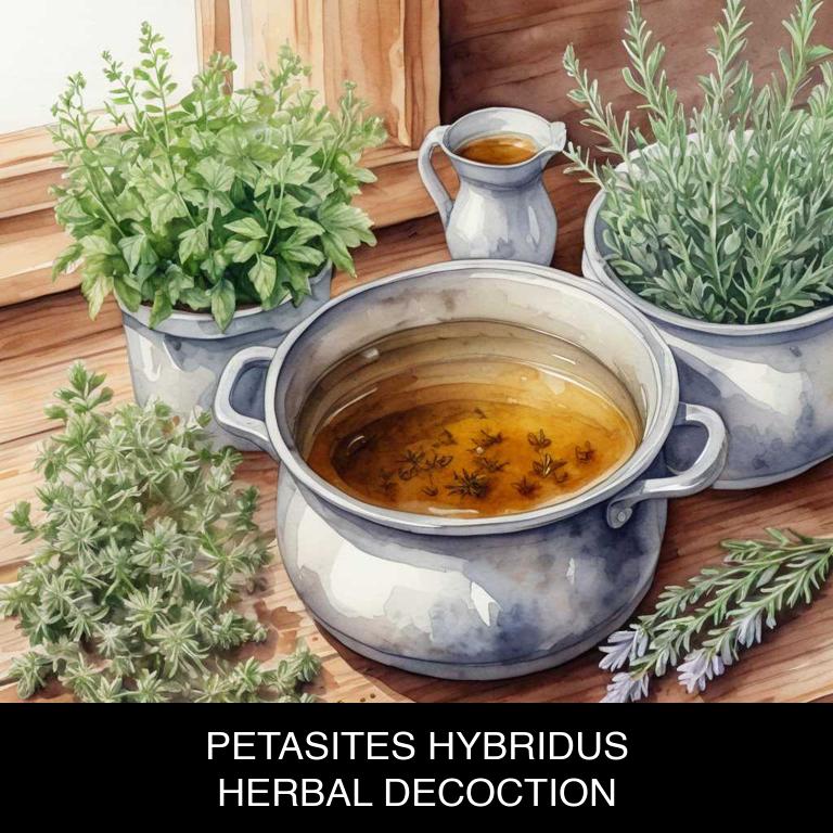 petasites hybridus herbal decoctions for allergies