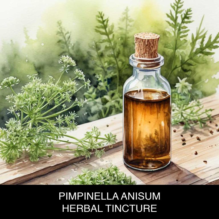 pimpinella anisum herbal tinctures for nausea