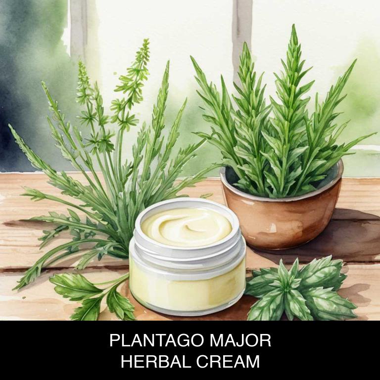 plantago major herbal creams for burns