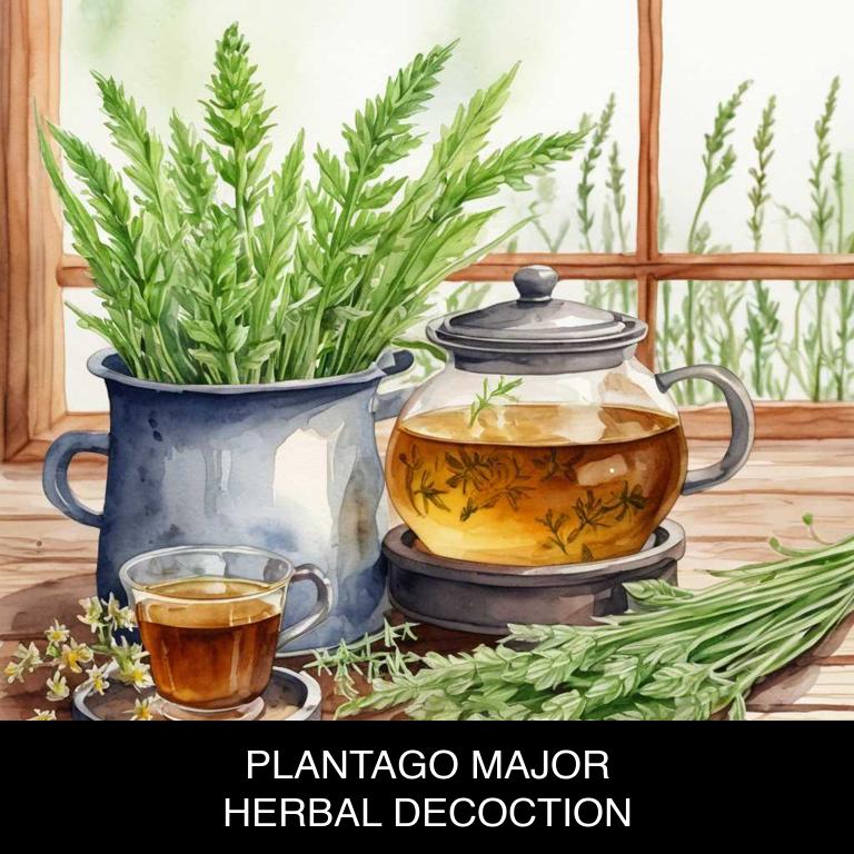 plantago major herbal decoctions for itchy-ears