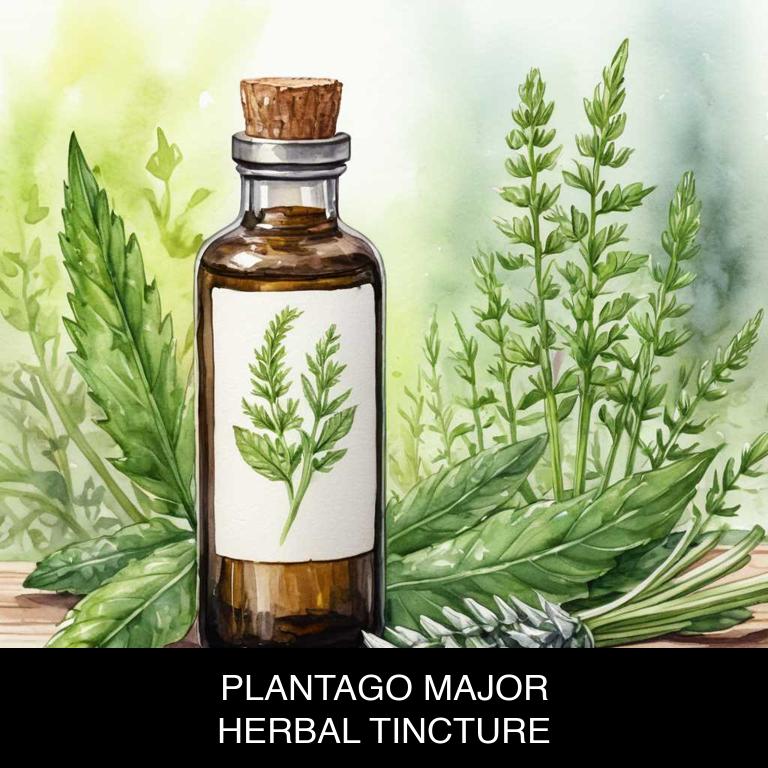 plantago major herbal tinctures for hay-fever