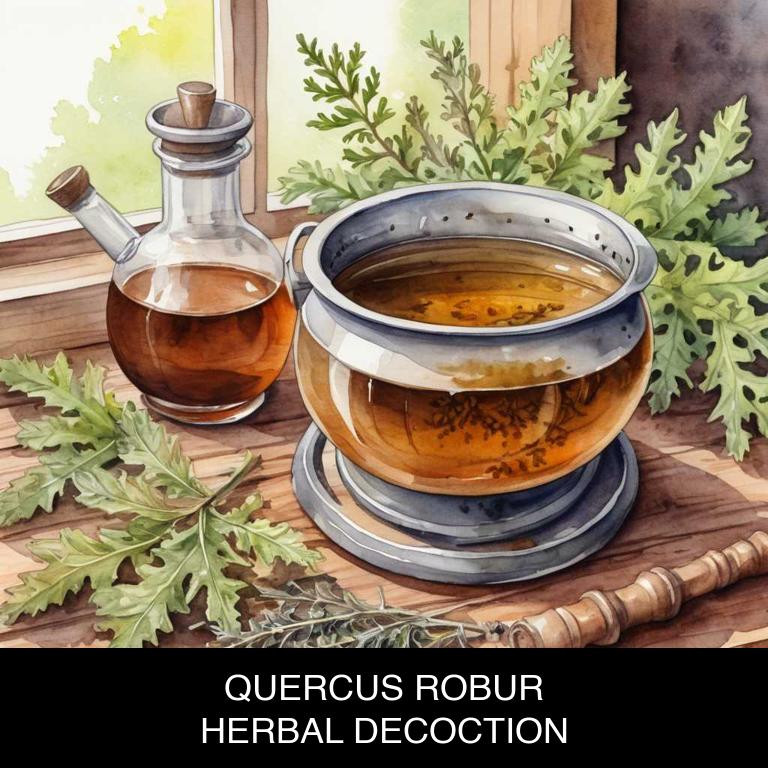 quercus robur herbal decoctions for hay-fever