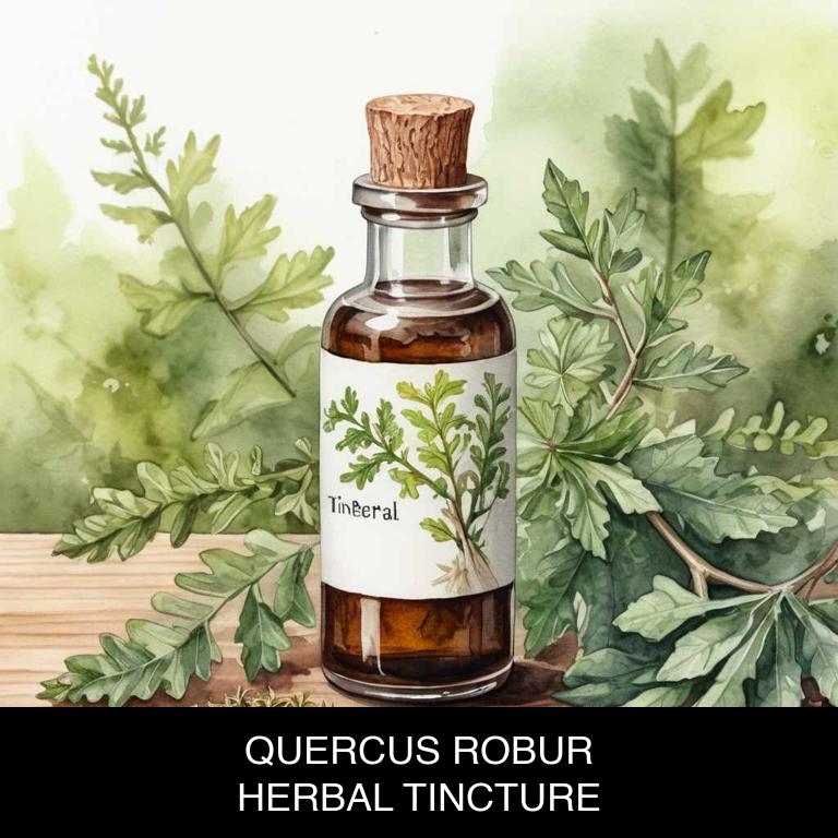 quercus robur herbal tinctures for hay-fever