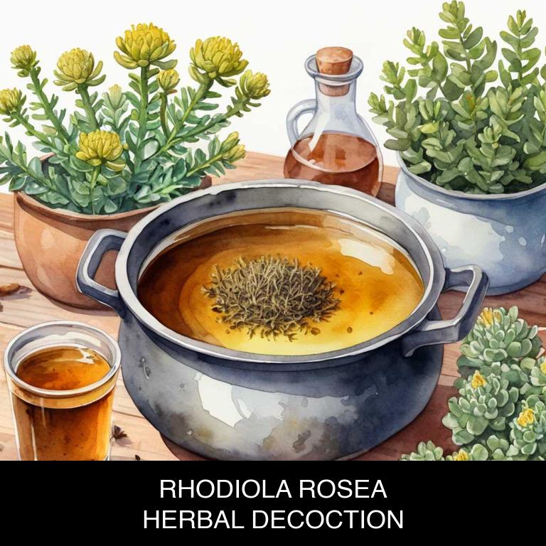 rhodiola rosea herbal decoctions for adrenal-fatigue