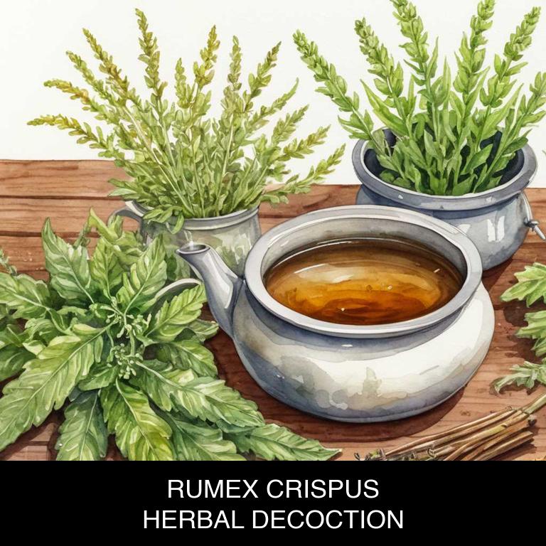 rumex crispus herbal decoctions for bloating