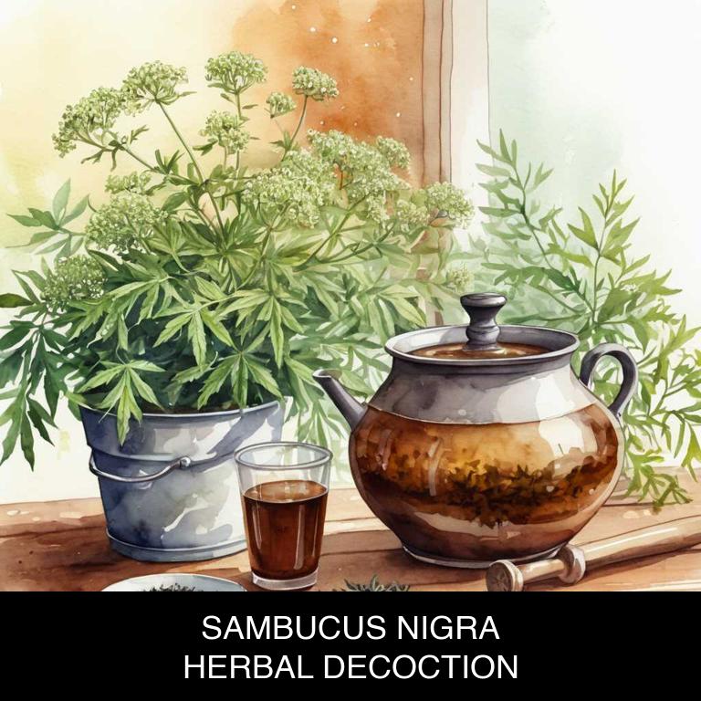 sambucus nigra herbal decoctions for tonsillitis