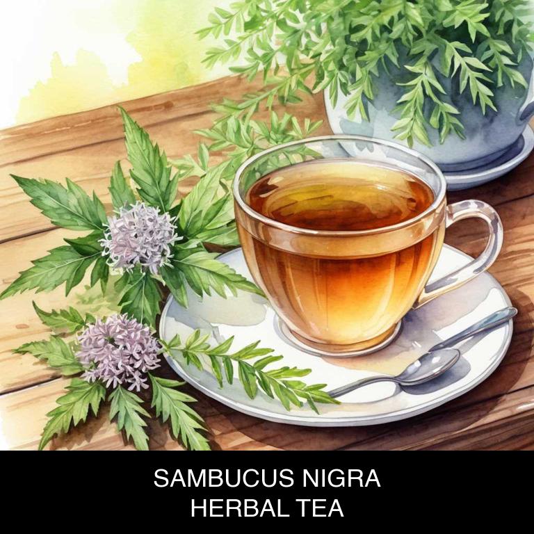 sambucus nigra herbal teas for lip-fever-blister