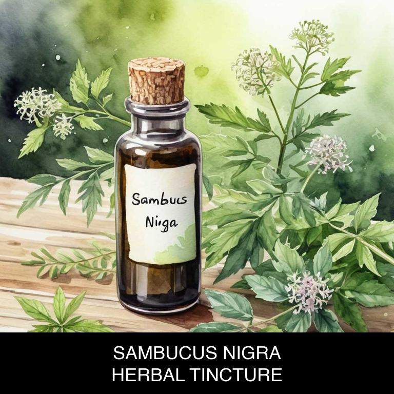 sambucus nigra herbal tinctures for colds