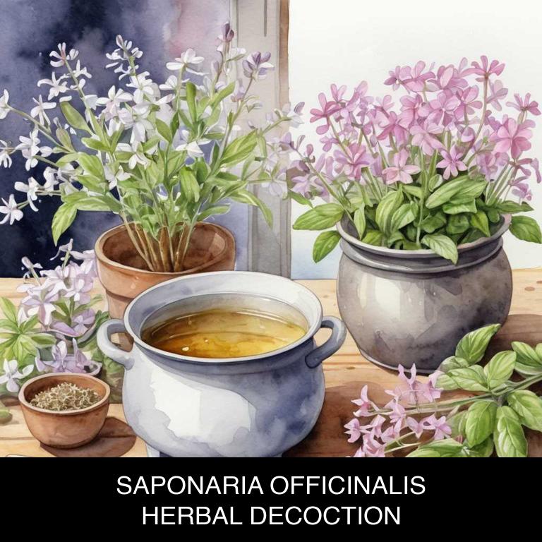 saponaria officinalis herbal decoctions for itchy-ears