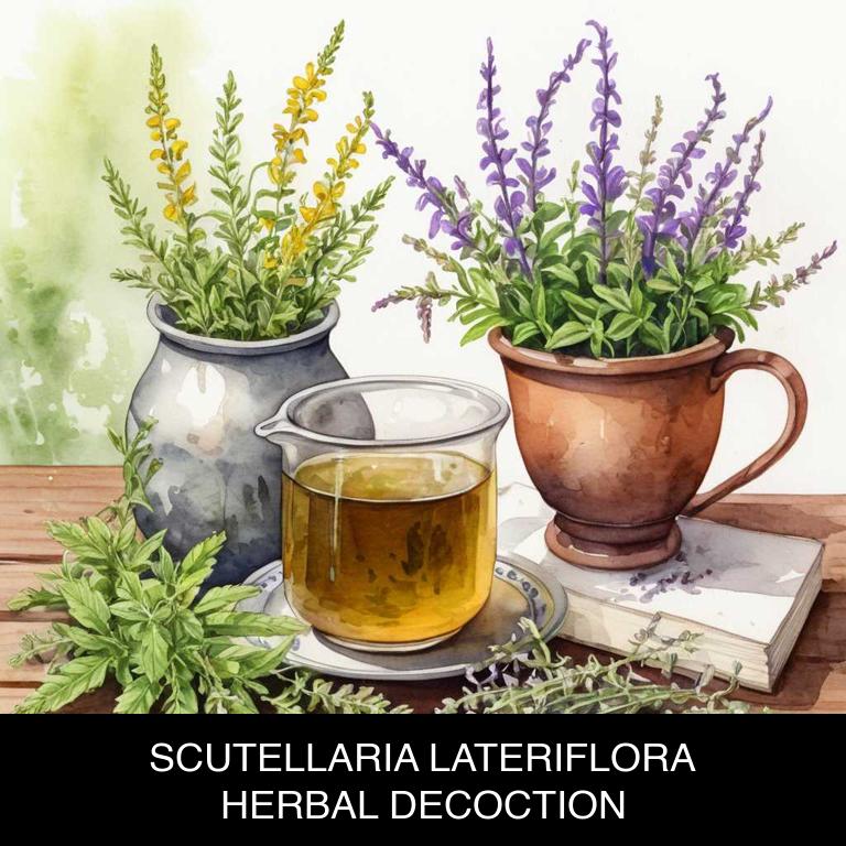 scutellaria lateriflora herbal decoctions for neuritis