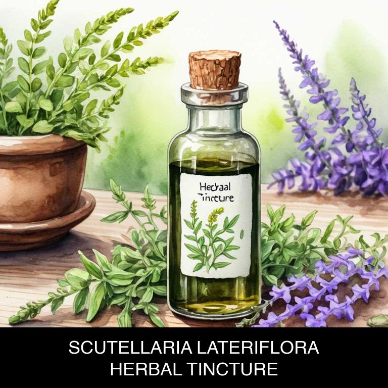 scutellaria lateriflora herbal tinctures for speech-difficulty