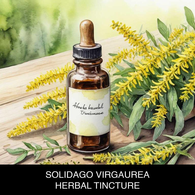 solidago virgaurea herbal tinctures for burns