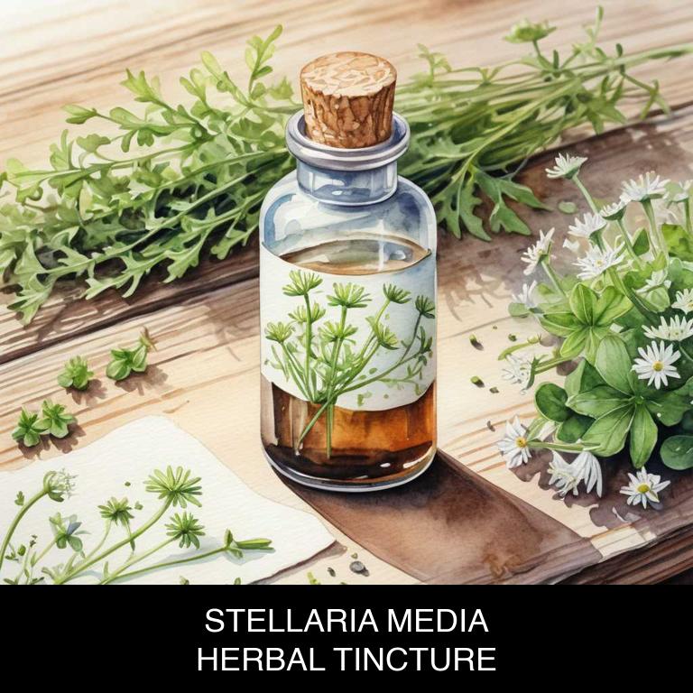 stellaria media herbal tinctures for dry-skin