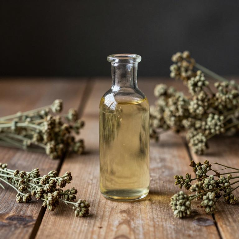 plantago lanceolata syrup