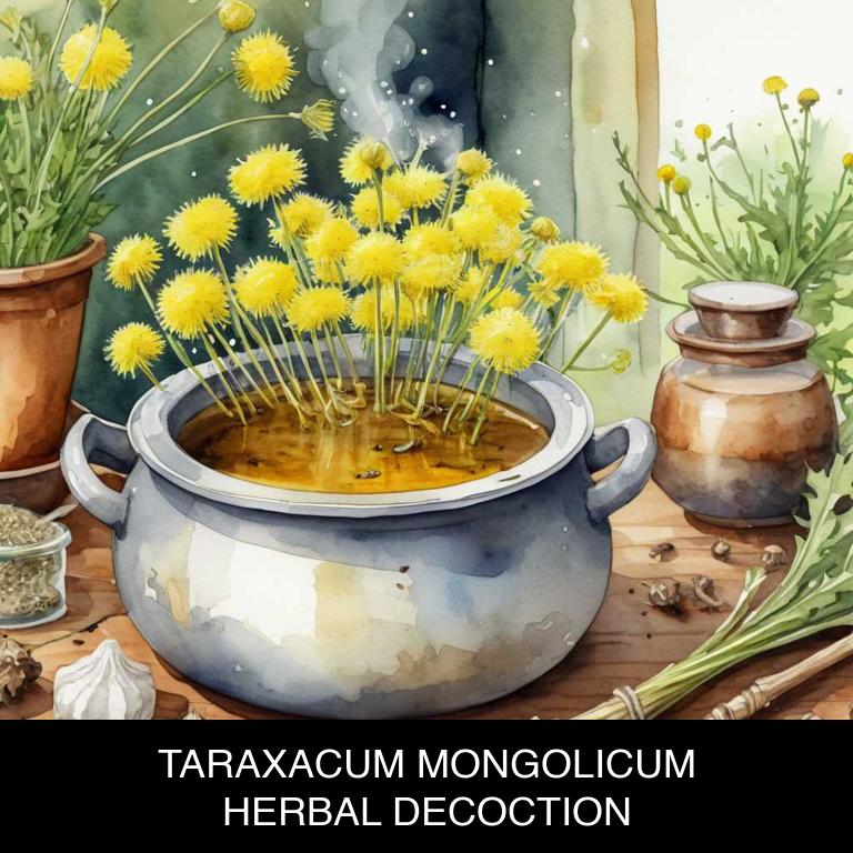 taraxacum mongolicum herbal decoctions for hormonal-imbalance