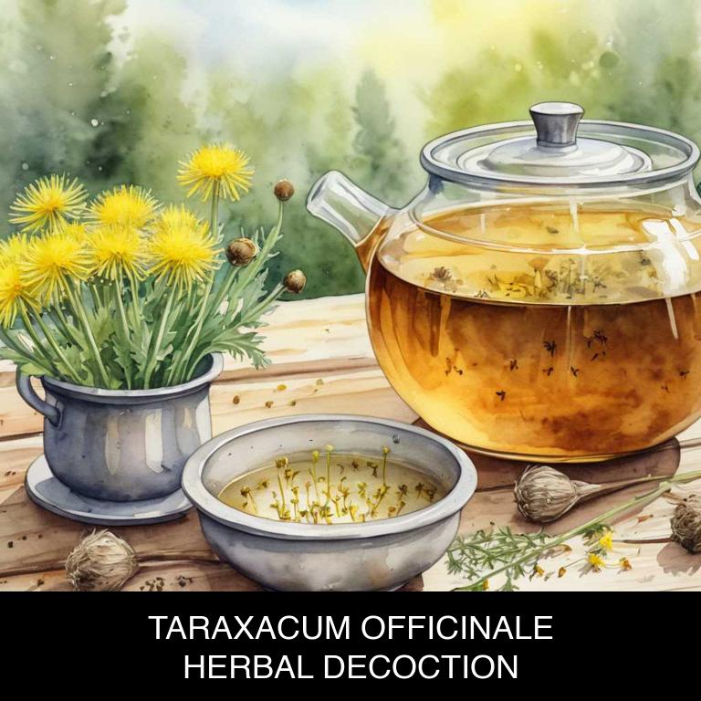 taraxacum officinale herbal decoctions for lip-fever-blister