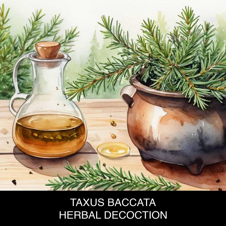 taxus baccata herbal decoctions for uterine-fibroids