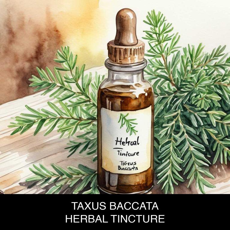 taxus baccata herbal tinctures for amenorrhea