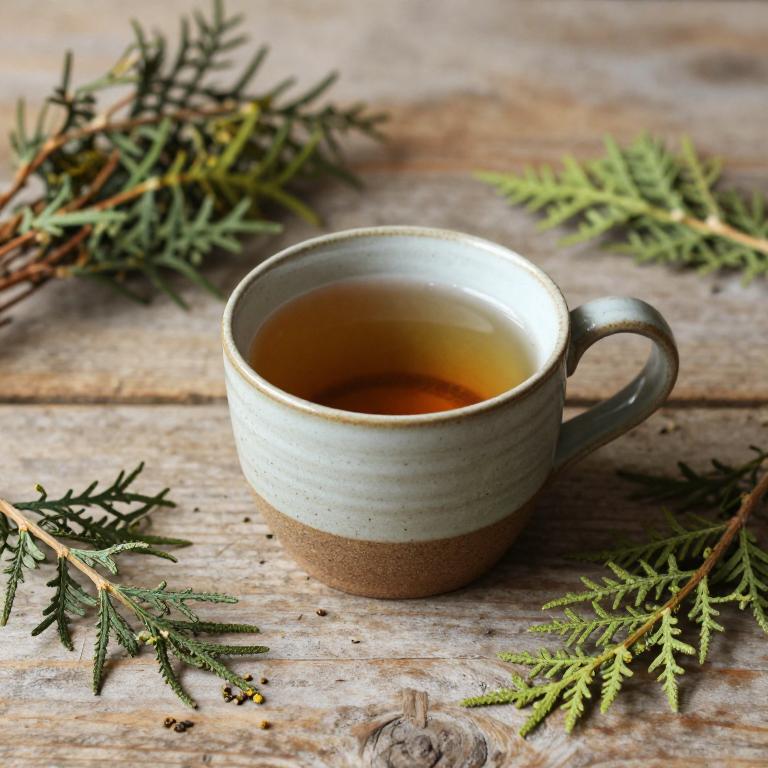 thuja occidentalis tea