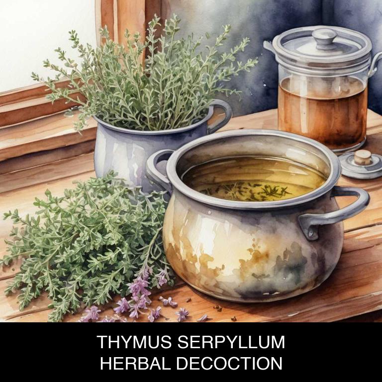 thymus serpyllum herbal decoctions for pertussis