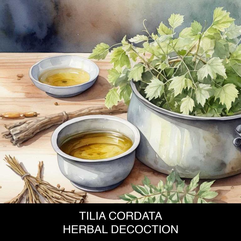 tilia cordata herbal decoctions for eczema