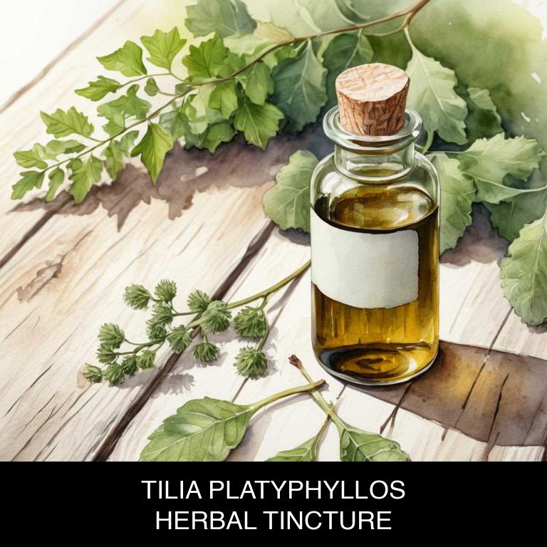 tilia platyphyllos herbal tinctures for hypertension