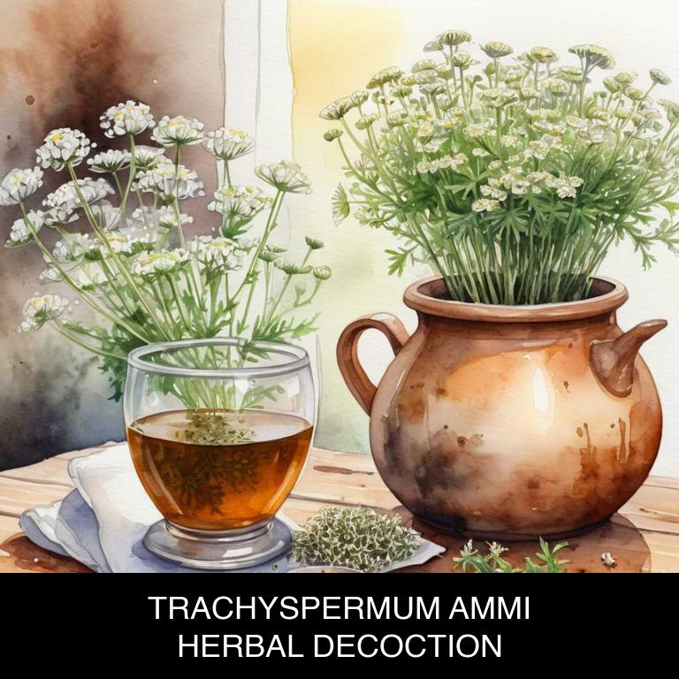 trachyspermum ammi herbal decoctions for toothache