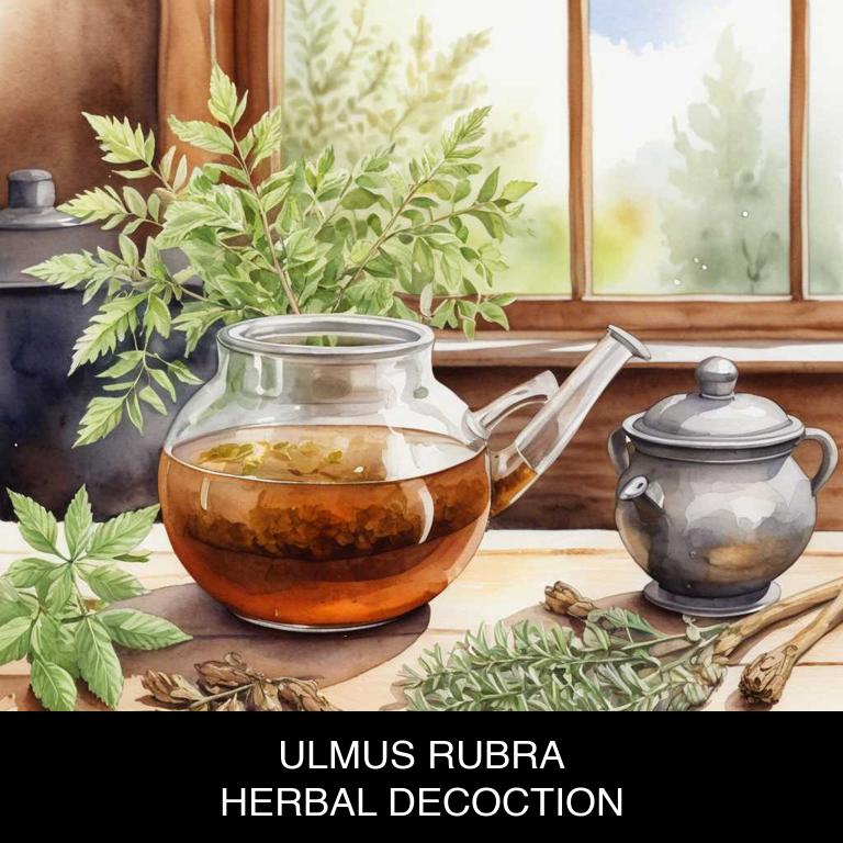 ulmus rubra herbal decoctions for shingles