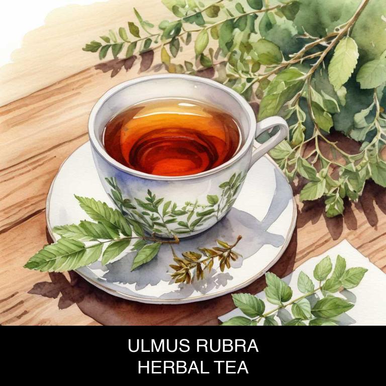 ulmus rubra herbal teas for throat-redness