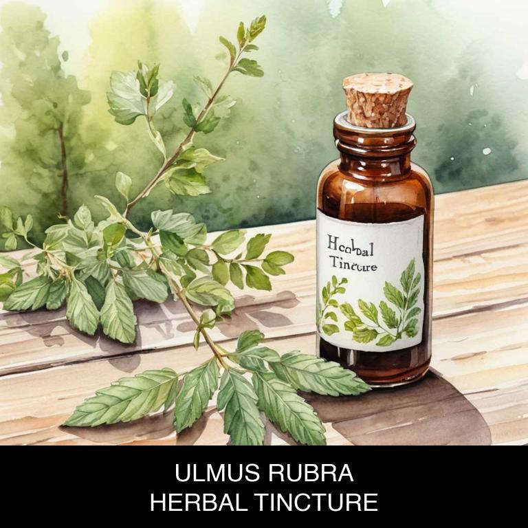 ulmus rubra herbal tinctures for appetite-loss