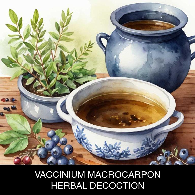 vaccinium macrocarpon herbal decoctions for varicose-veins