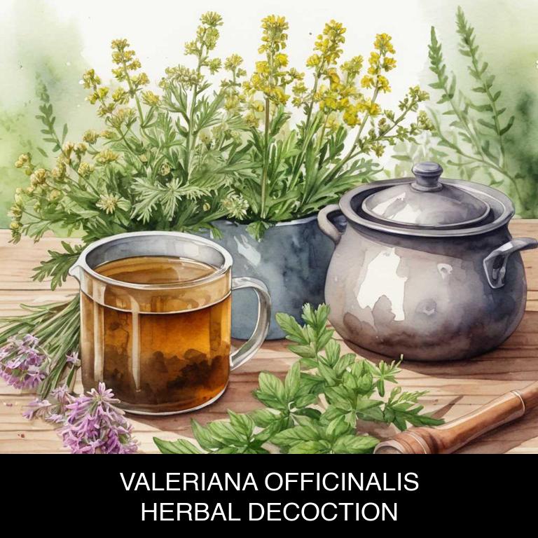 valeriana officinalis herbal decoctions for high-blood-pressure