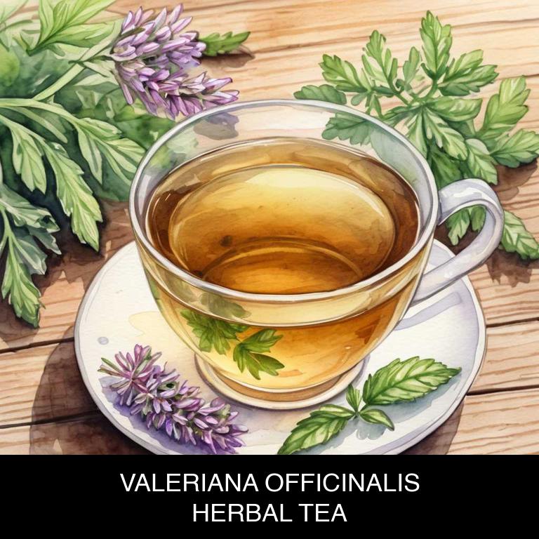 valeriana officinalis herbal teas for anxiety