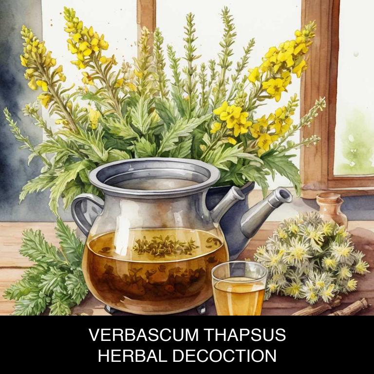 verbascum thapsus herbal decoctions for asthma