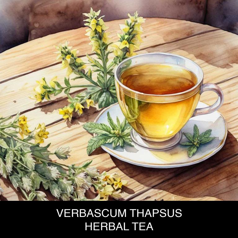 verbascum thapsus herbal teas for hypothyroidism