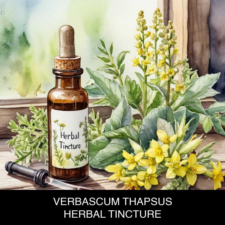 verbascum thapsus herbal tinctures for pertussis