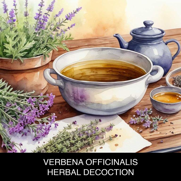 verbena officinalis herbal decoctions for laryngitis