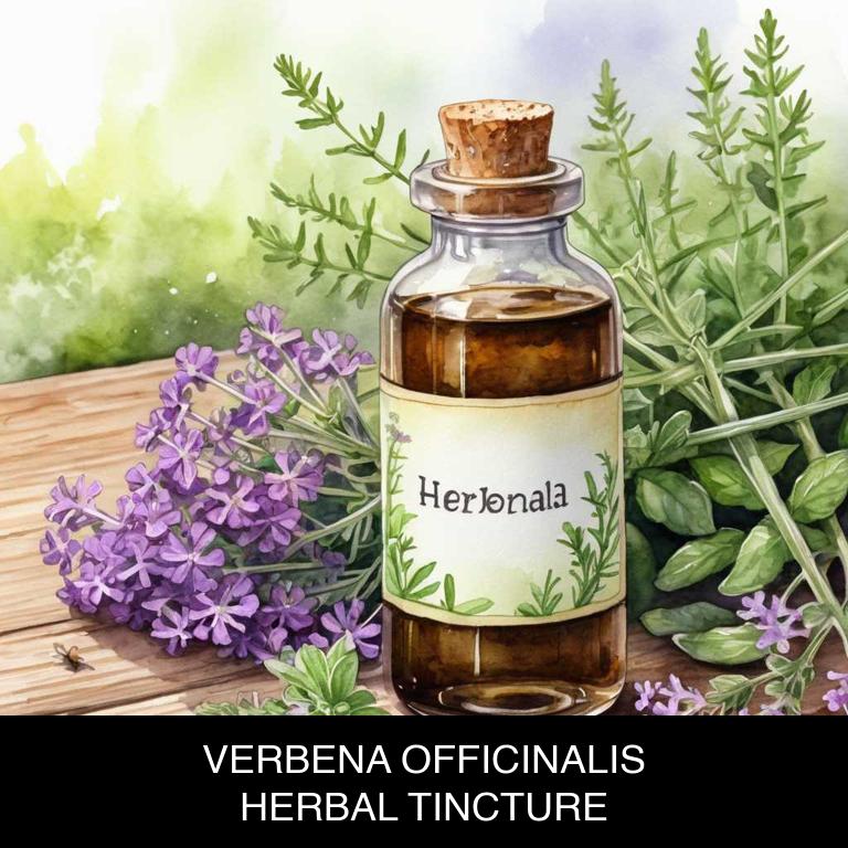 verbena officinalis herbal tinctures for sore-throat