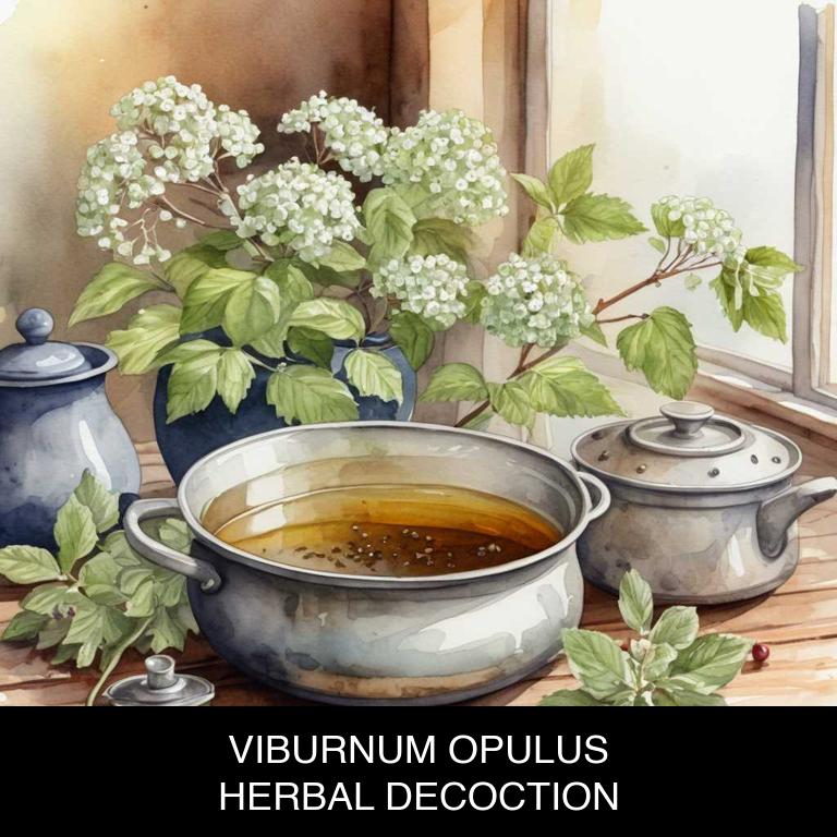 viburnum opulus herbal decoctions for periods-over-bleeding