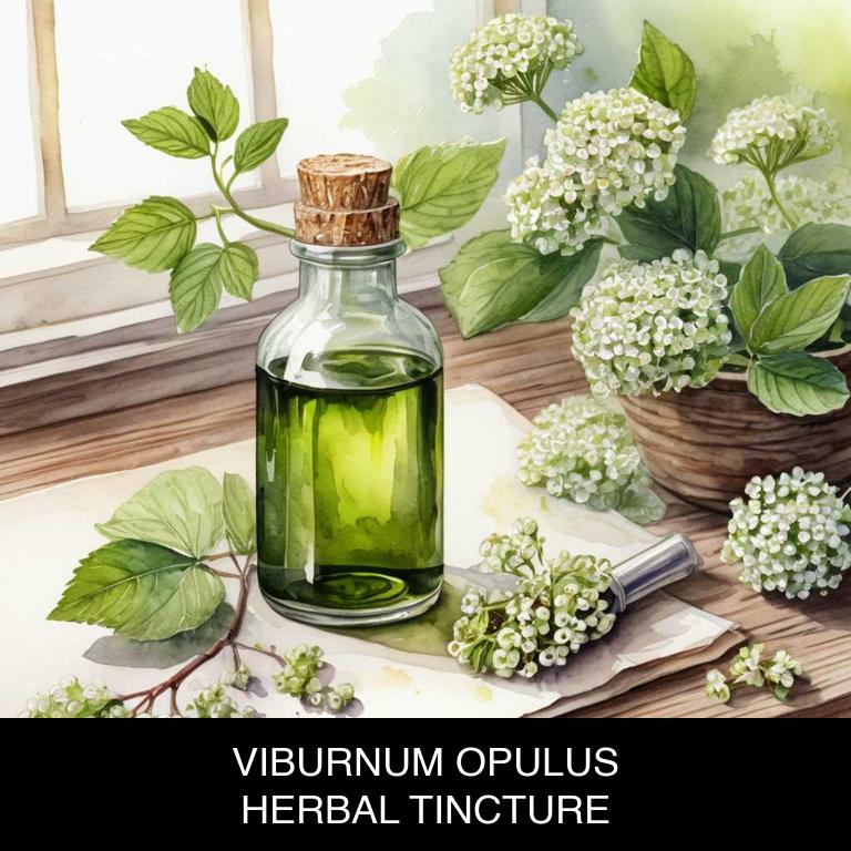 viburnum opulus herbal tinctures for periods-over-bleeding