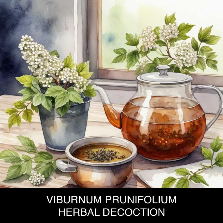 viburnum prunifolium herbal decoctions for ovulation-pain