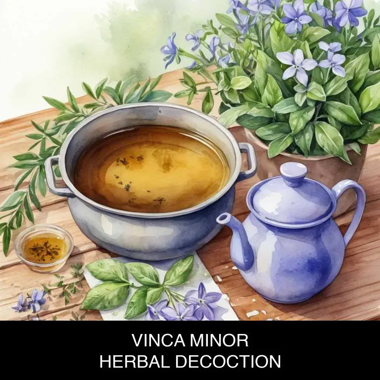 vinca minor herbal decoctions for peripheral-arterial-occlusive-disease