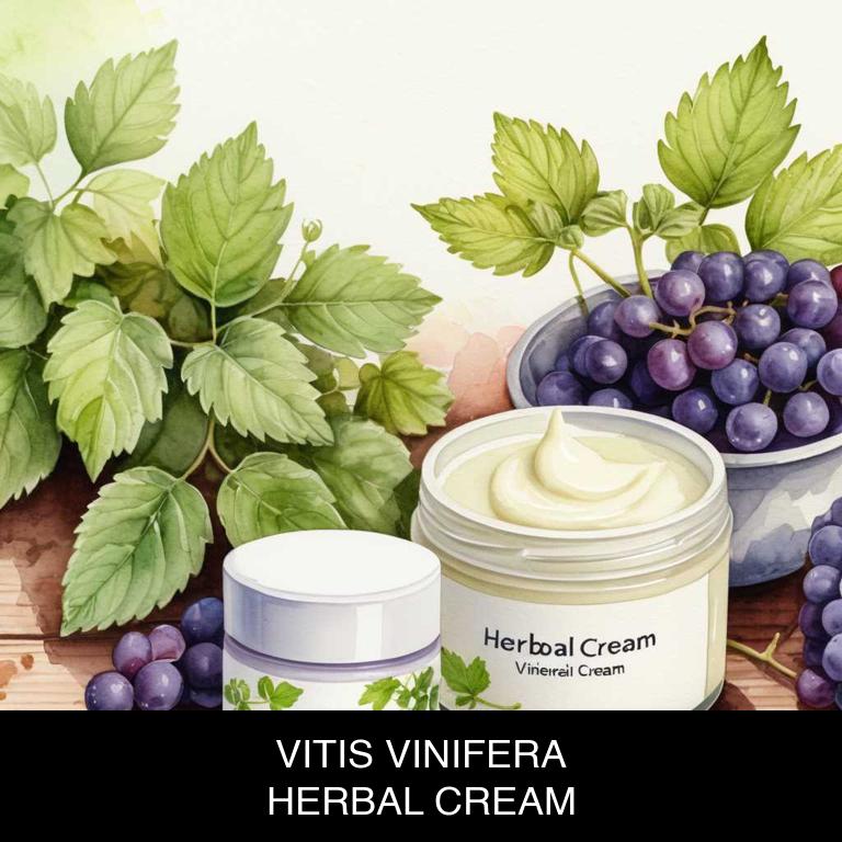 vitis vinifera herbal creams for varicose-veins