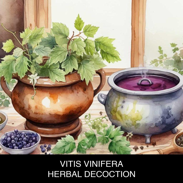 vitis vinifera herbal decoctions for heart-pain